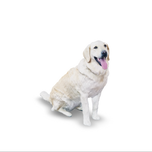 Dog - Ella